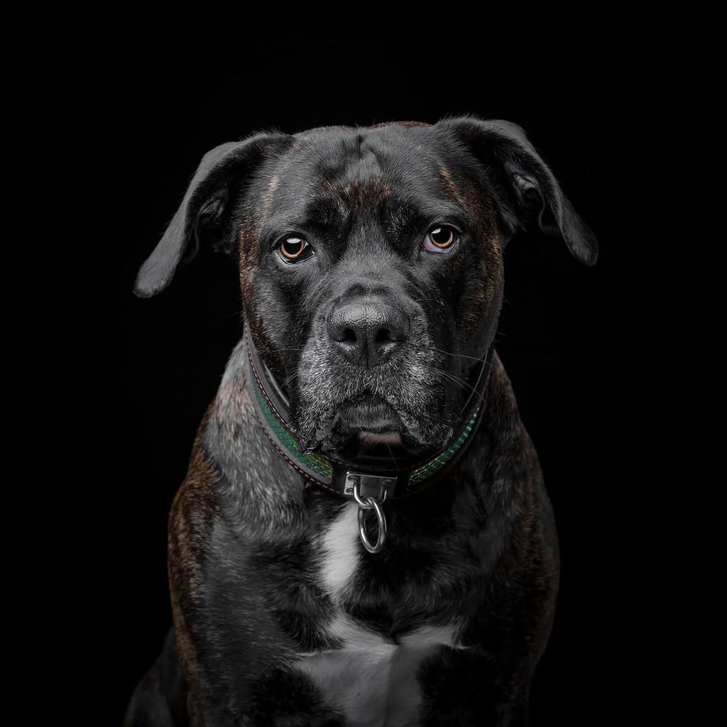 The ''D`Albertis'' collar-3