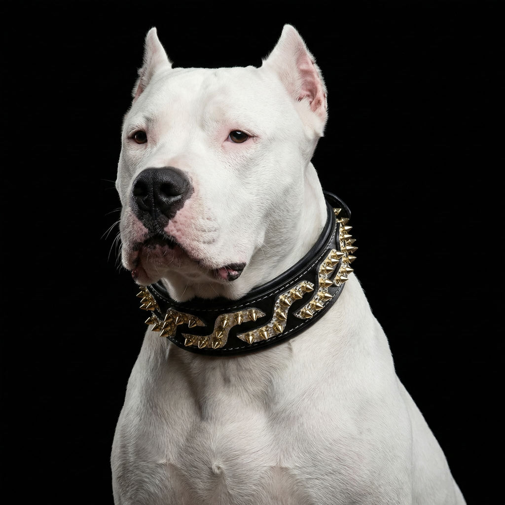 The ''Platinum'' collar-4