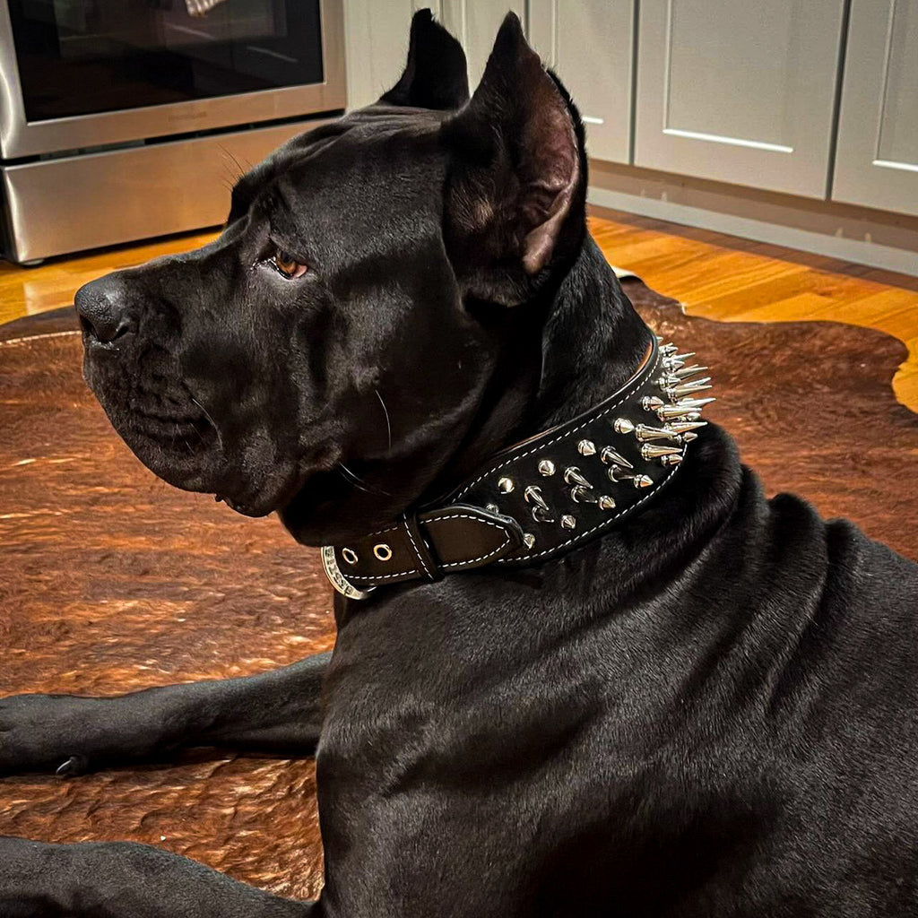 Das „Big Boy“-Halsband