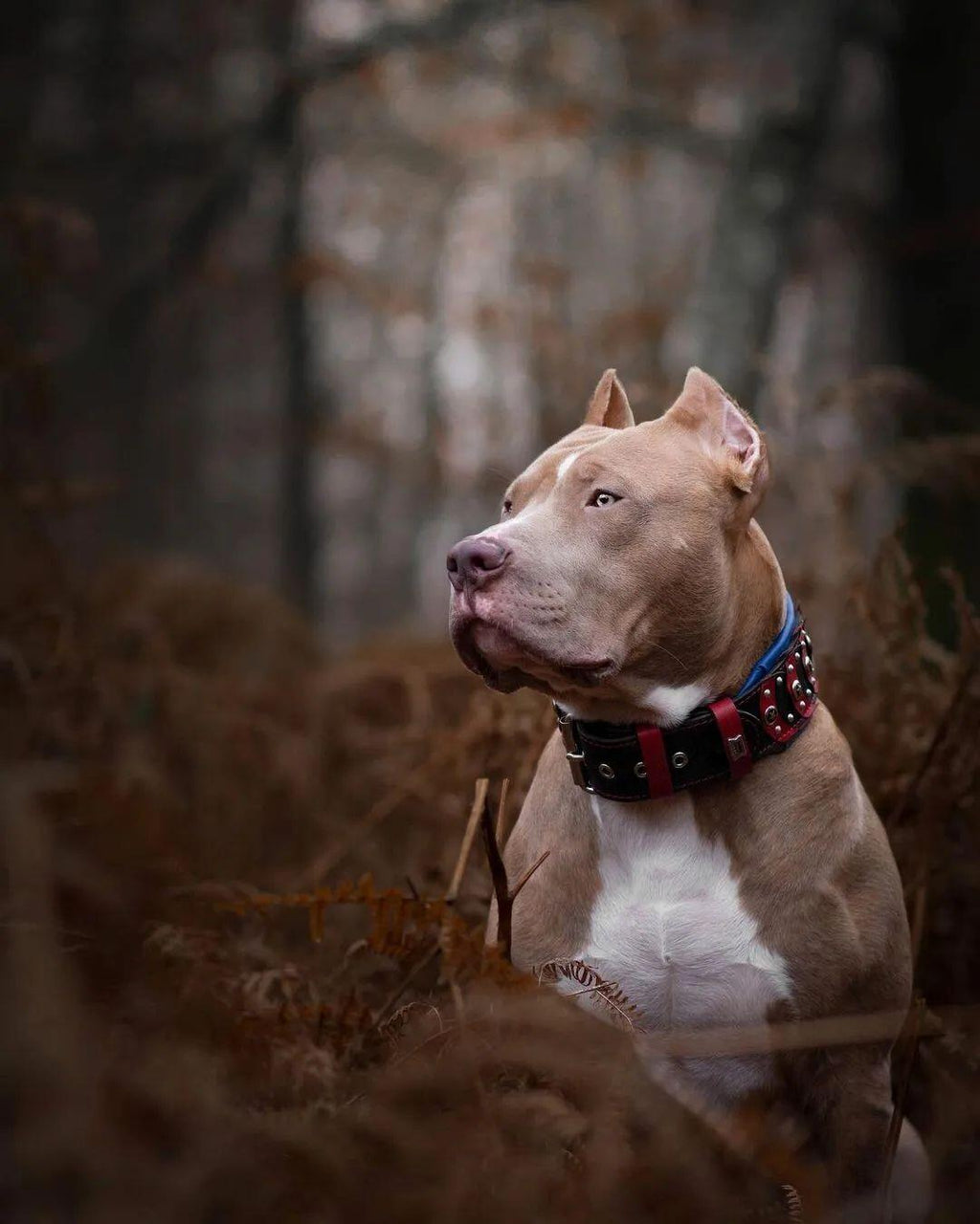 ''Captain A'' Collar