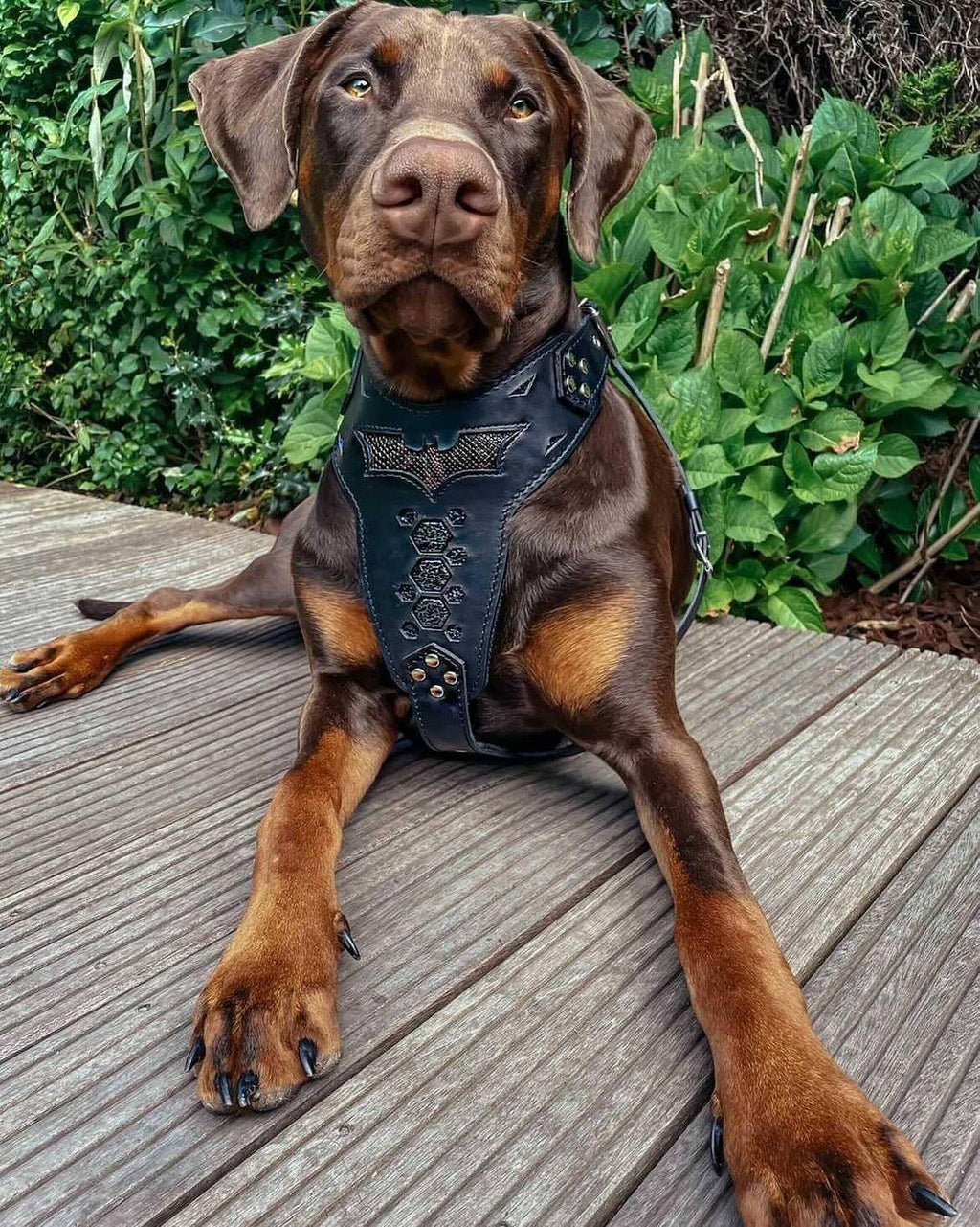 BATDOG HARNESS-2
