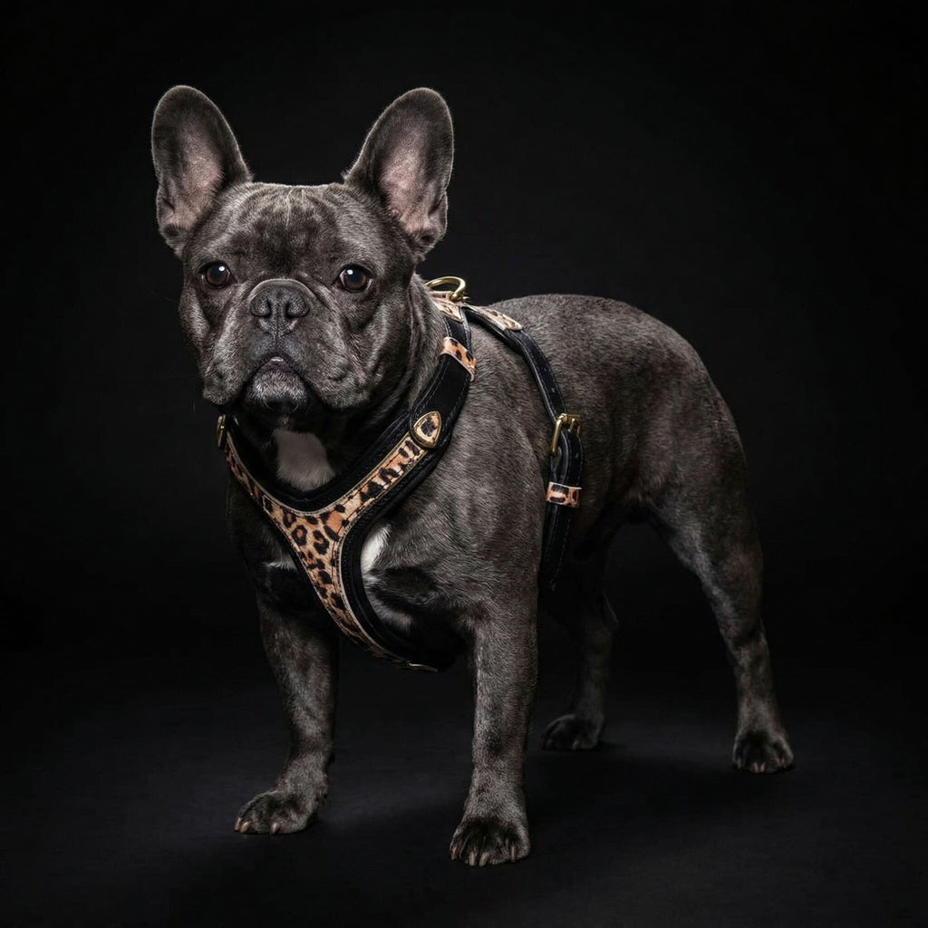 The Leopard Harness Small to Medium Size-3