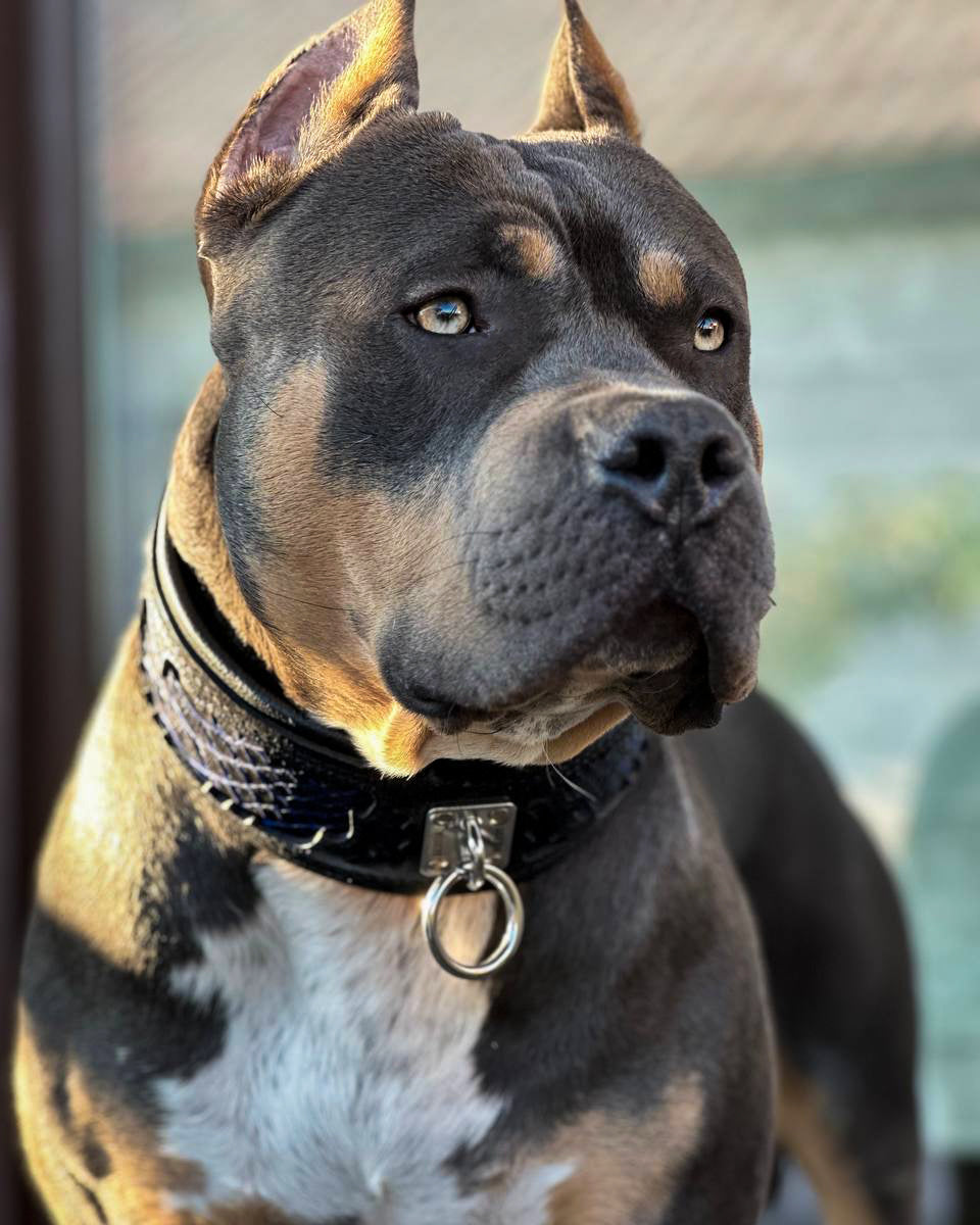The ''Indigo'' collar-4