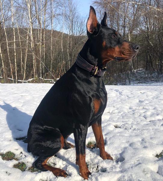 The ''Cobra'' collar-3