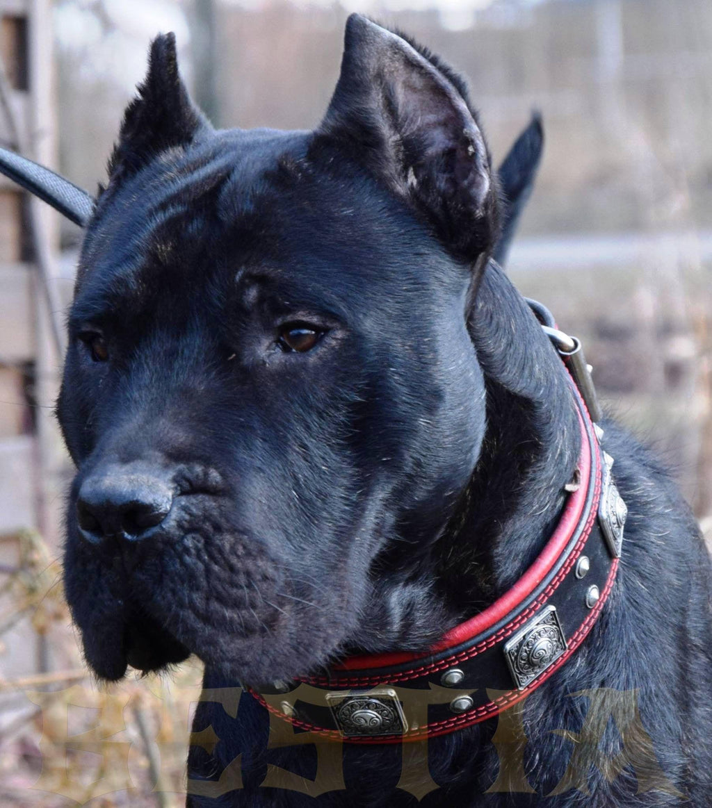The "Eros" collar 2.5 inch wide black & red-3