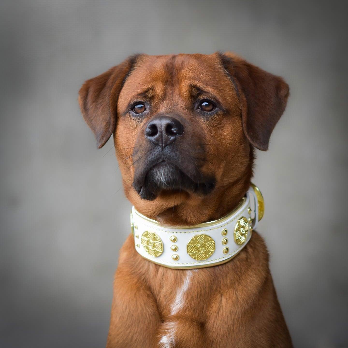 The "Maximus" collar 2.5 inch wide white & gold-2