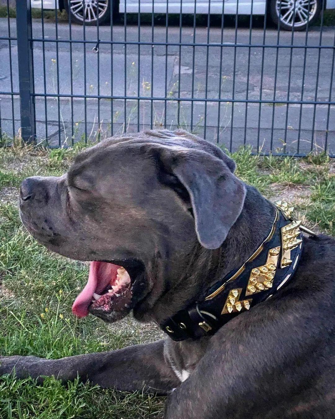 The ''Midas'' Collar Gold-4