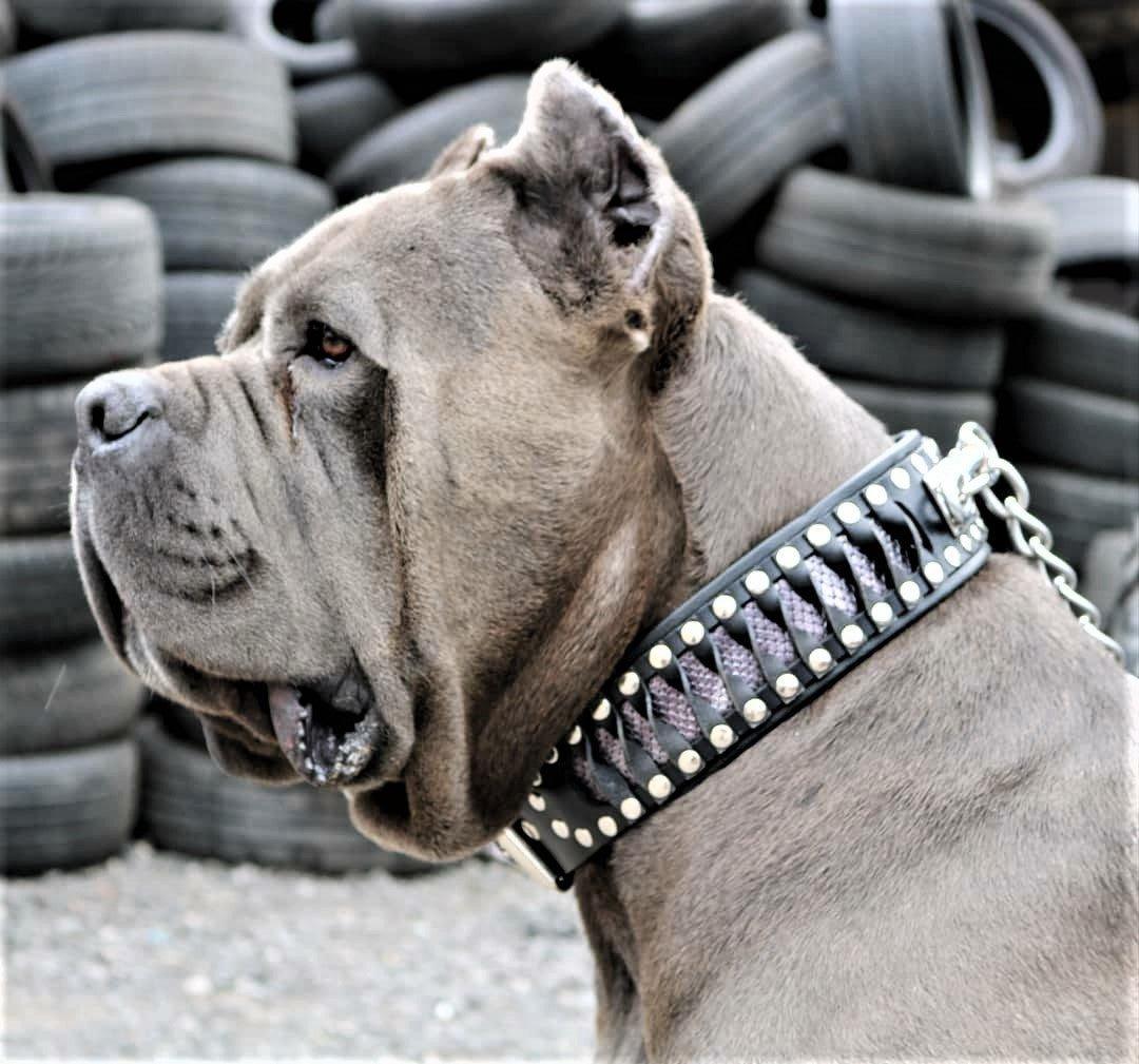 The ''Steampunk'' collar exclusive design-2
